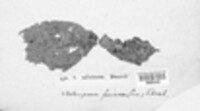 Sclerotium salicinum image